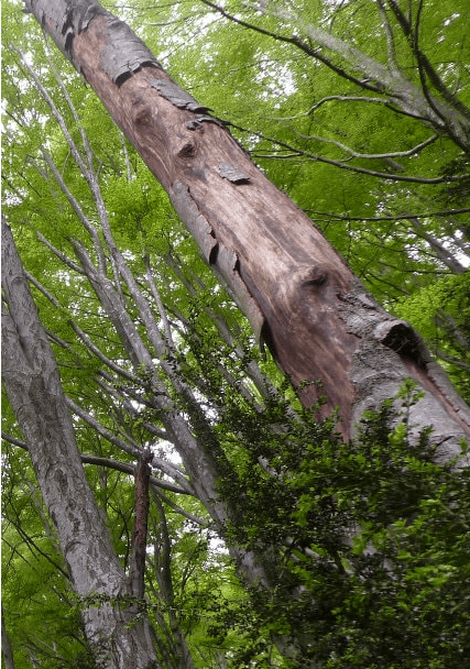 Fundación Caja Ingenieros