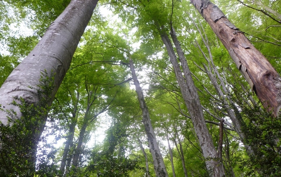 foto bosque